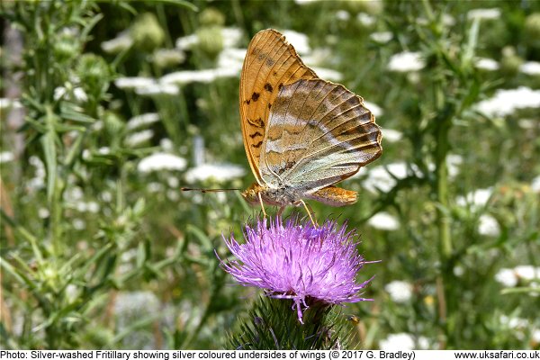 Silver-washed Fritillary showing silver coloured wing undersides