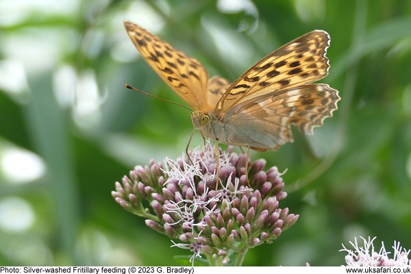 Silver-washed Fritillary feeding