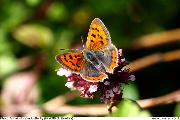 Small Copper Butterfly