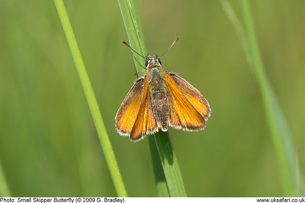 Small Skippers Butterfly