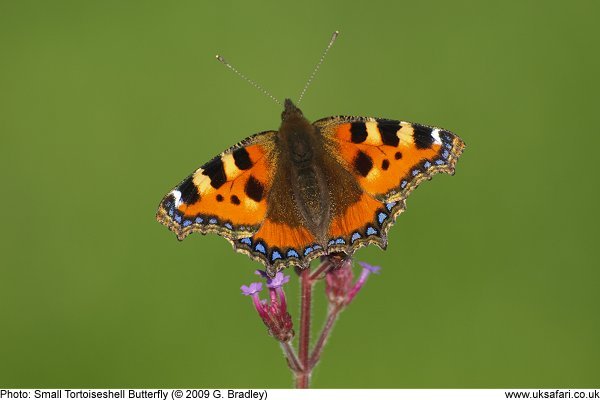 Small Tortoiseshell Butterfly