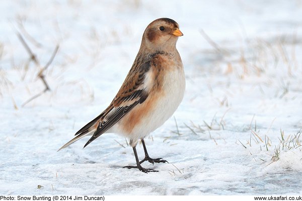 Snow Bunting