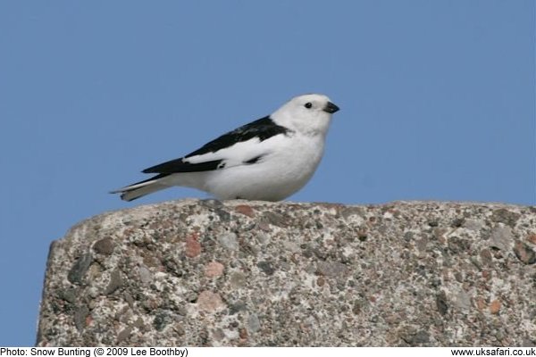 Snow Bunting