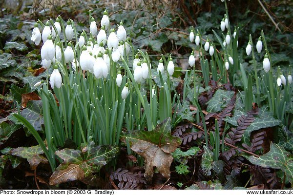 Snowdrops