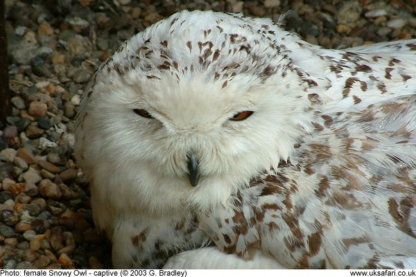 Snowy Owl