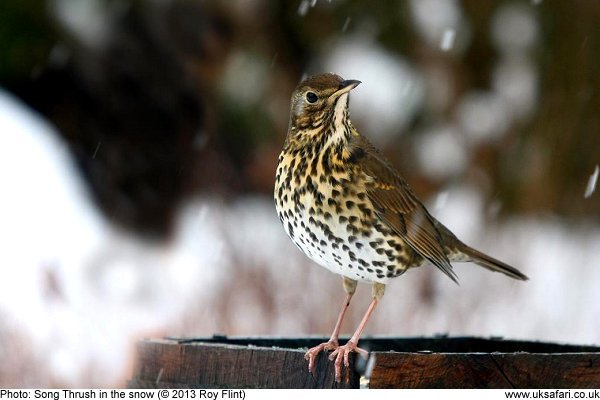 Song Thrush