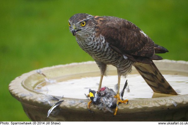 Sparrowhawk