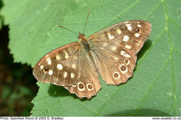 Speckled Wood Butterfly