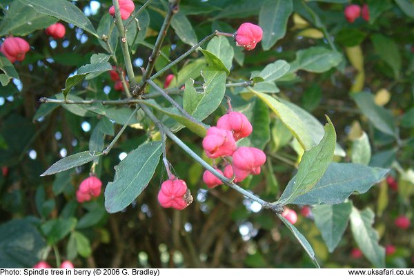 spindle tree in berry