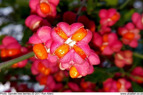 spindle tree berry