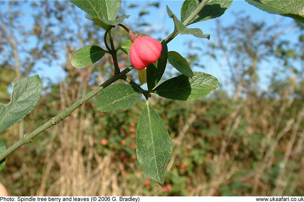 spindle tree berry and leaves