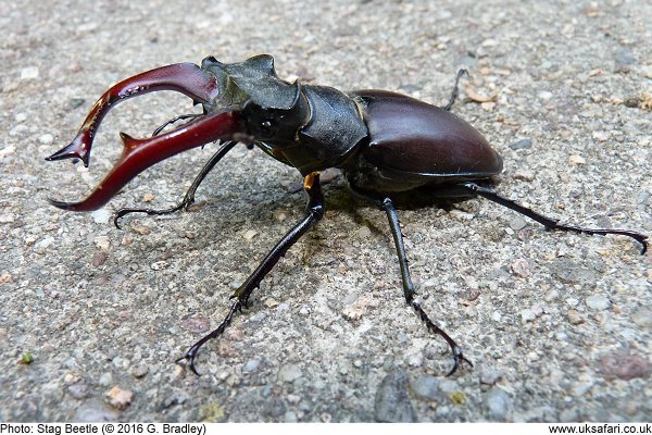 Stag Beetle (male)