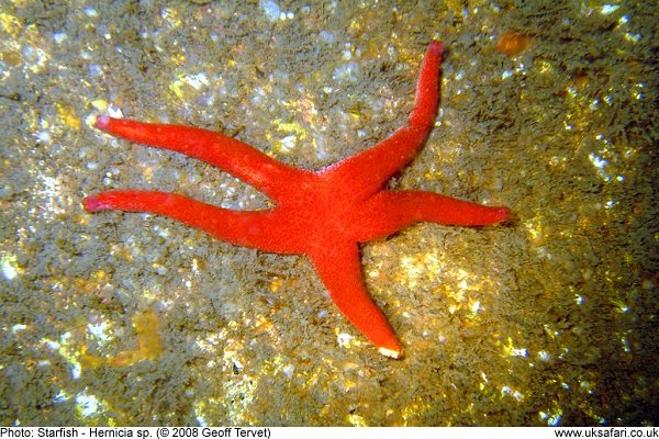 Starfish