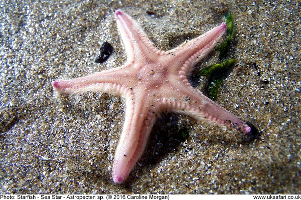 Sand Star on a beach