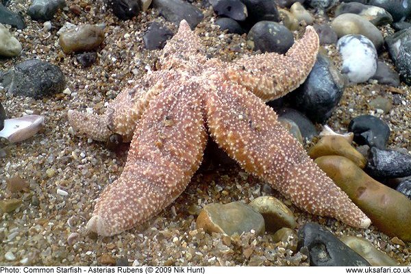 Starfish