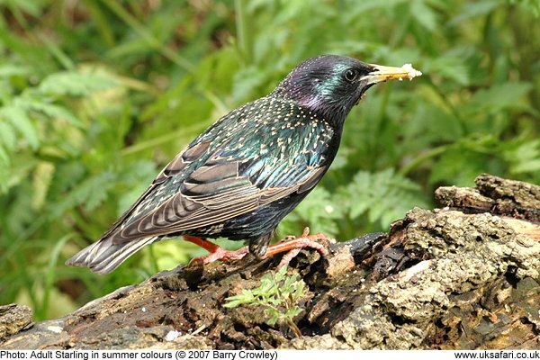 Starling