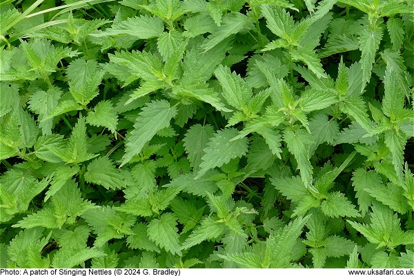 Stinging Nettles