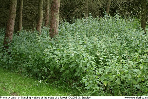 Stinging Nettles