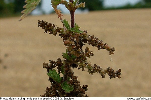 Male Stinging Nettle