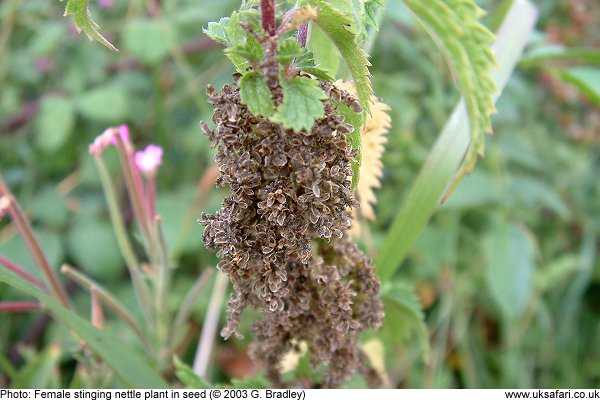 Female Stinging Nettle