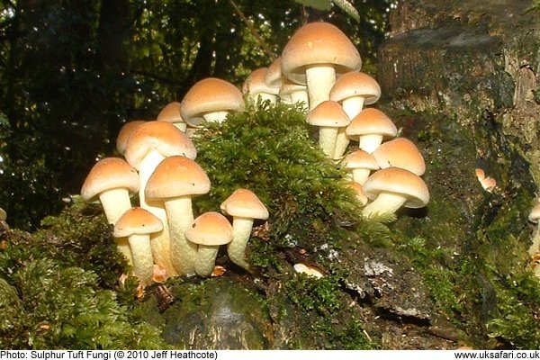 Sulphur Tuft Fungi