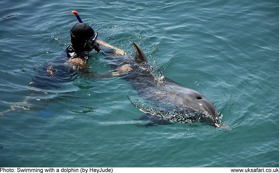 Swimming with a Dolphin