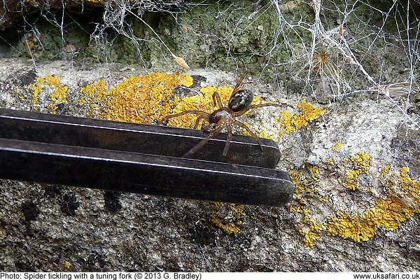 Tickling a spider out of its lair