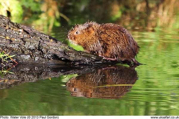 water vole