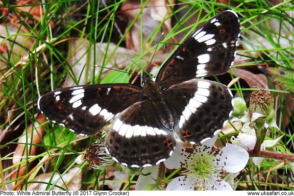 White Admiral Butterfly