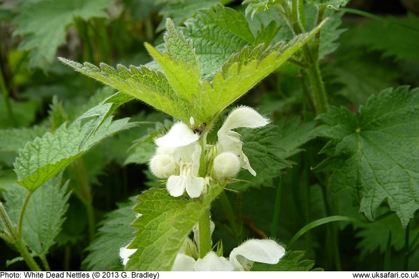 White Dead Nettle