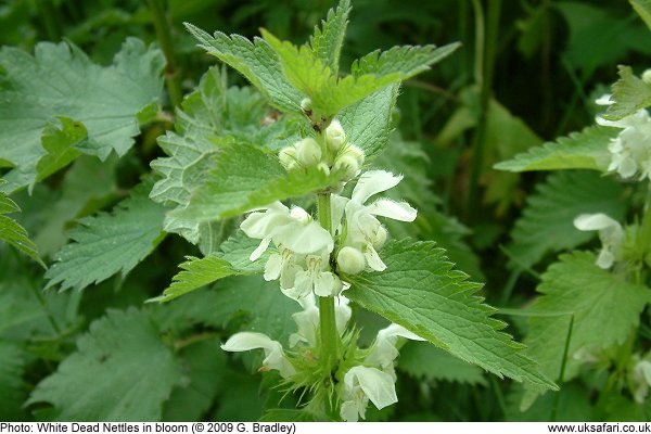 White Dead Nettle