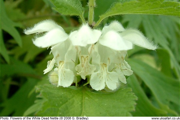 White Dead Nettle flowers