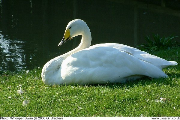 Whooper Swan