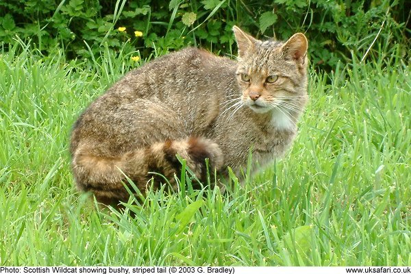 wildcat showing bushy tail