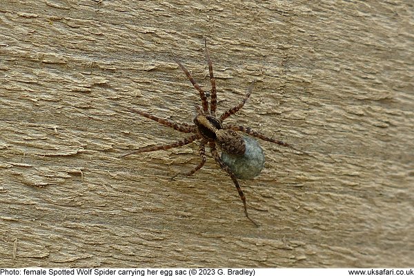 spotted wolf spider with egg sac