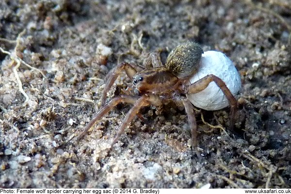 spotted wolf spider with egg sac