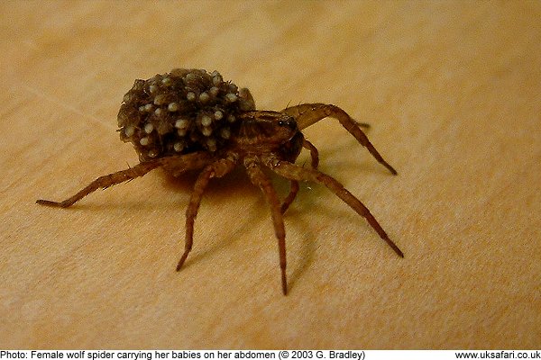 spotted wolf spider with babies on abdomen