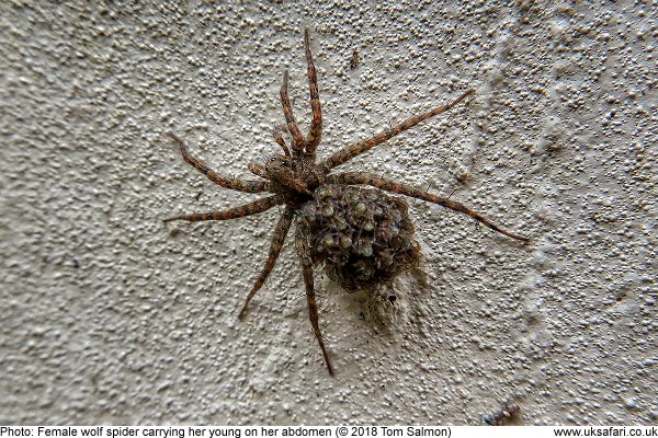 spotted wolf spider with babies on abdomen