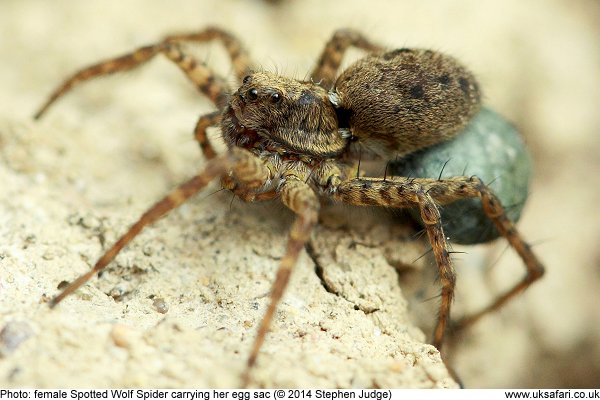 spotted wolf spider with egg sac