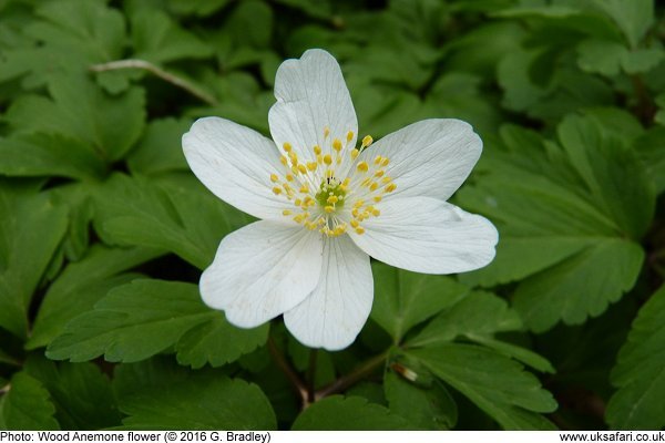 Wood Anemones