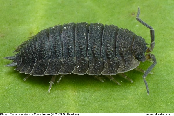 Common Rough Woodlouse