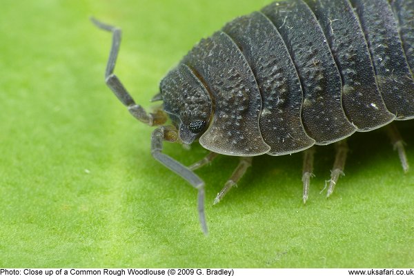 Close up of a Common Rough Woodlouse