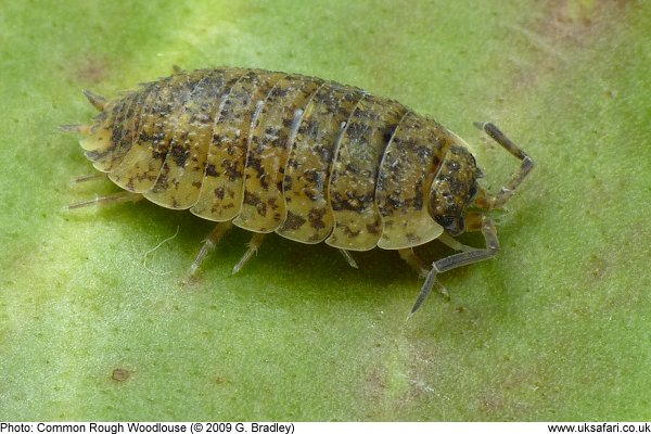 Common Rough Woodlouse