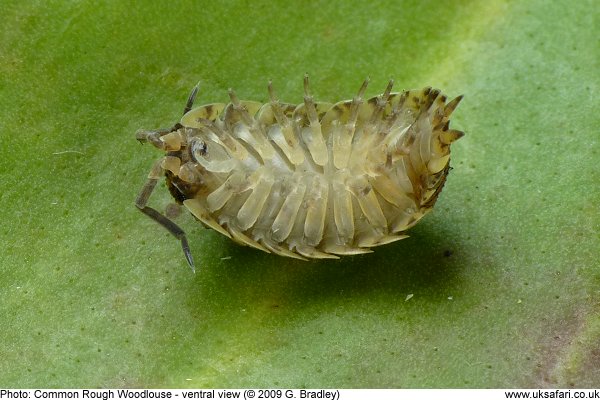 Common Rough Woodlouse - ventral view