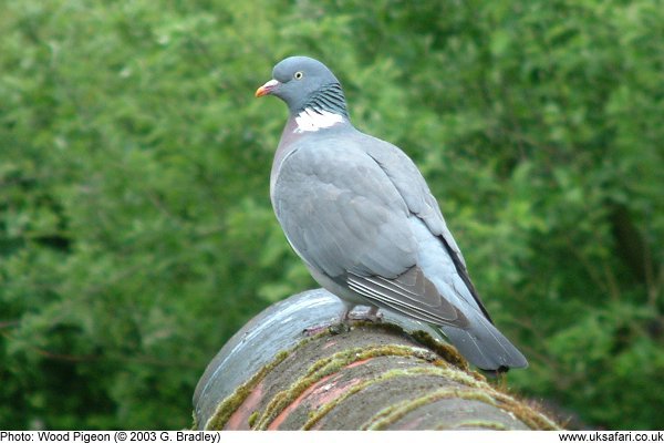 wood pigeon