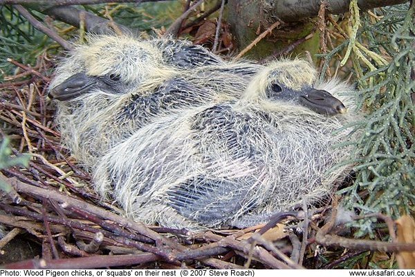 wood pigeon chicks