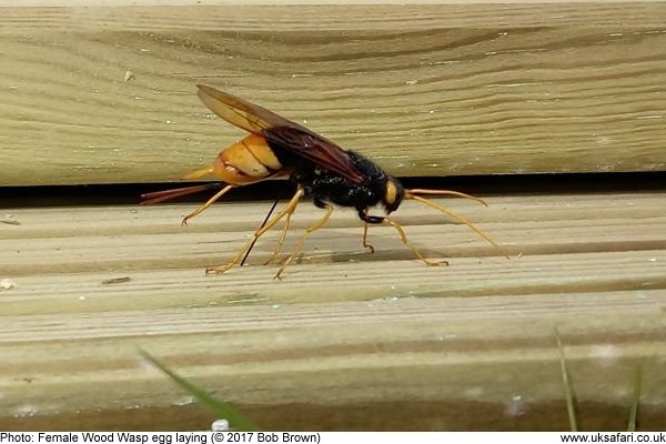 Great Wood Wasp