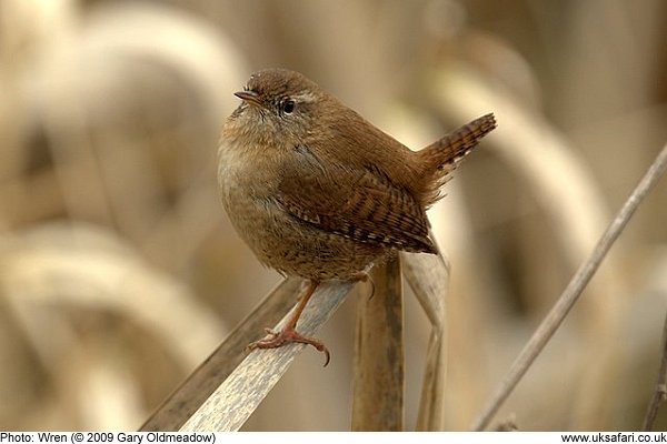 wren