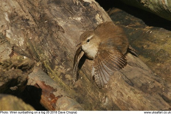 wren sunbathing