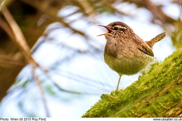 wren singing